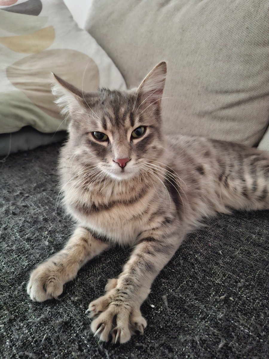 Kadıköy Fikirtepe metrobüs istasyonu yakınında karşıma çıktı, 6-7 aylık erkek, kısır değil, çipsiz. Evden kaçmış, sokakta yaşayamaz. Arayan veya sahiplenmek isteyen var mıdır? Çok sevgi dolu ve epey geveze.