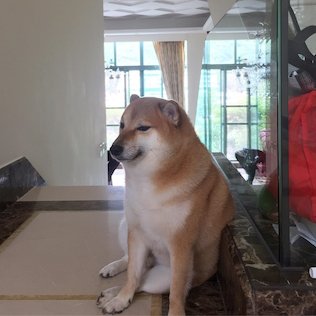 elrodroOficial's tweet photo. Qué horrible está esa canción de Doechii. Buena base musical, pero su voz ya harta...
#PoderosoPataDePerro https://t.co/Uwt58RQbis