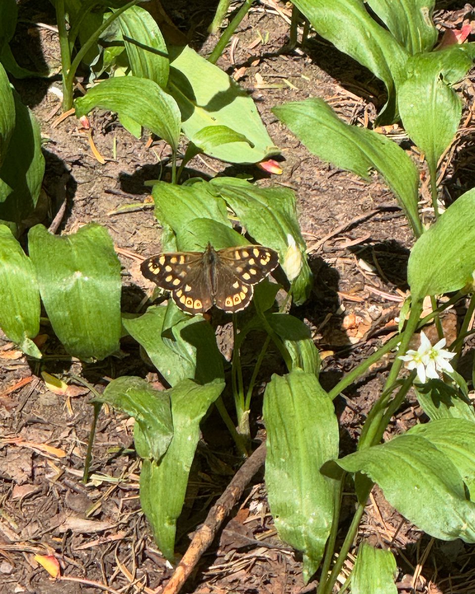 torrotractor's tweet photo. Speckled wood butterfly https://t.co/eLugzAfDts
