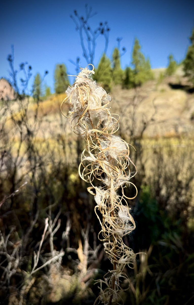 DMiller52325459's tweet image. Good morning and happy Tuesday!☕️🫖🫶🏻👋🏻😀

Today’s photo theme is: From The Earth.🌎

#FromTheEarth