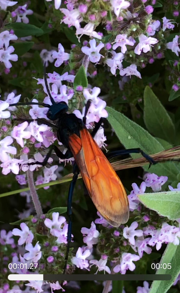 AlisaVarney's tweet photo. When thyme blooms the tarantula-hawk wasps appear. https://t.co/1baO2aMQZ5