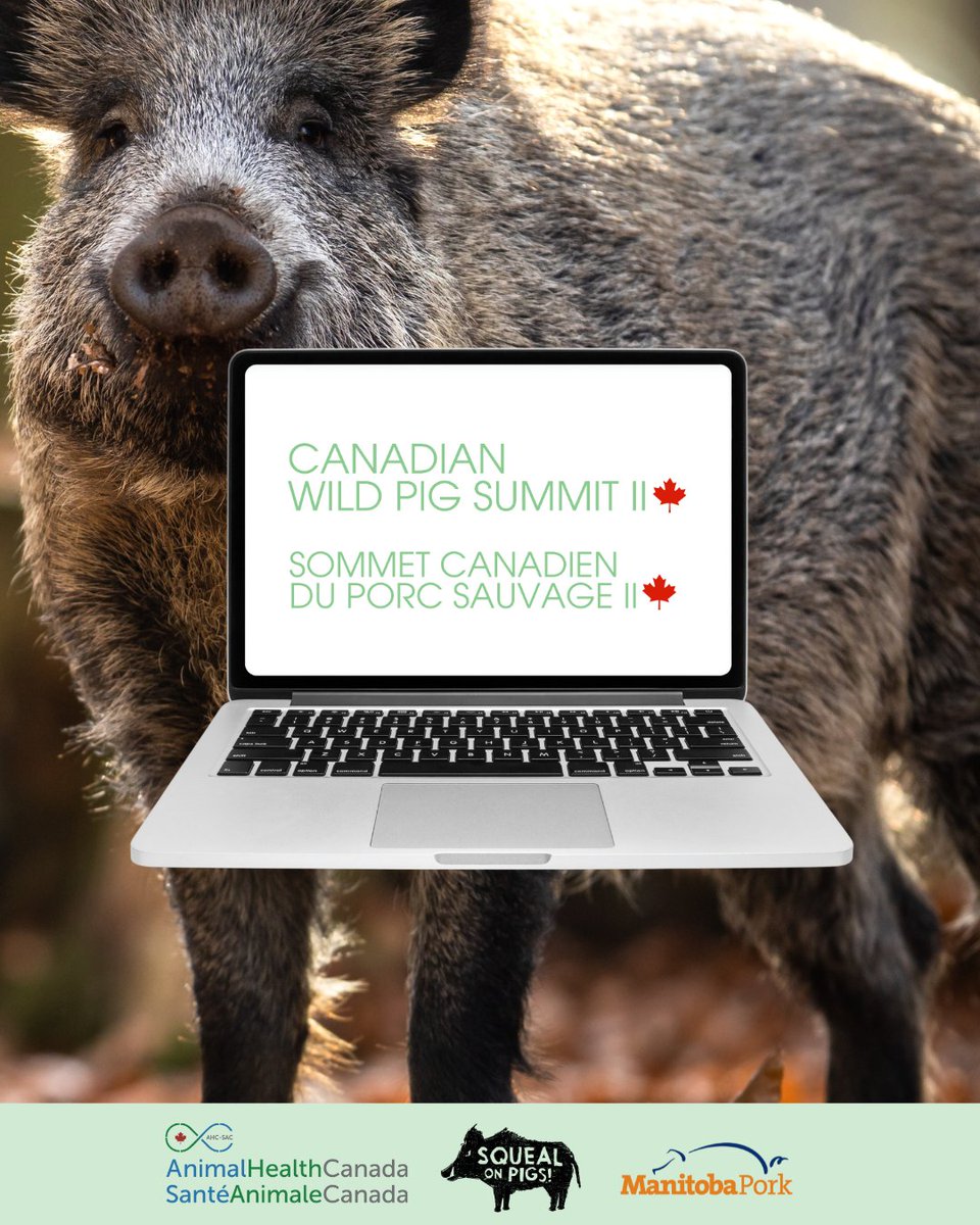 📢 The 2nd Canadian Wild Pig Summit is underway!

Hosted in partnership with Squeal on Pigs Manitoba &amp; @manitobapork, the event brings 200+ experts together to tackle invasive wild pigs &amp; reduce the risk of ASF.

📰 Read more: animalhealthcanada.ca/news?contentid…
