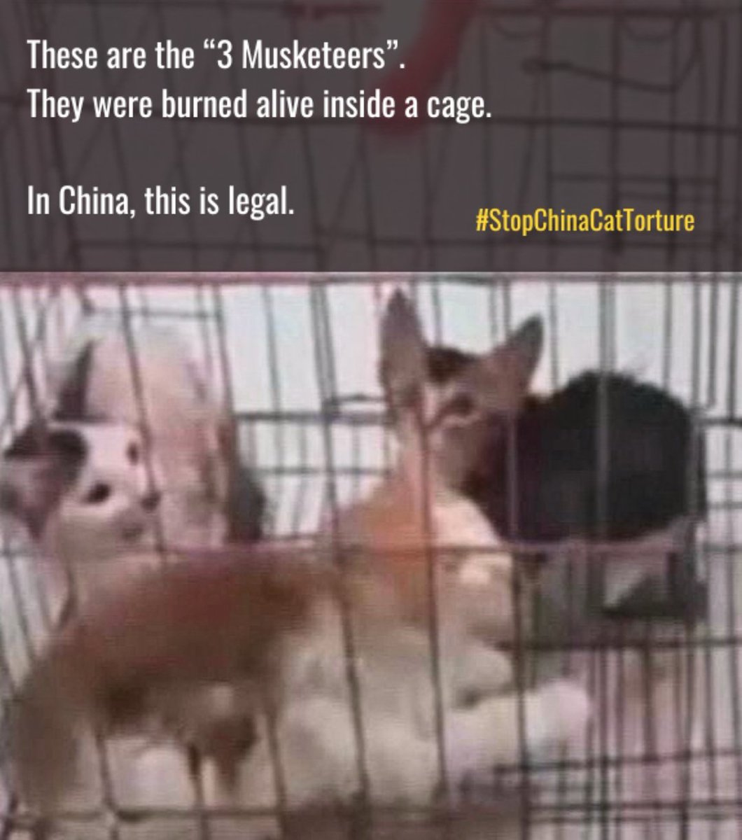 001blacksheep's tweet photo. Here are a few places where you can pressure the peoples republic of china to enact #Animal welfare laws and impose harsh punishments on those who torture and kill Animals.
Real #china
#SavechineseCats 💔
#stopyulin
#boycottchina
Real #chineseculture https://t.co/S9egmbJXiW https://t.co/whI9wVabdW