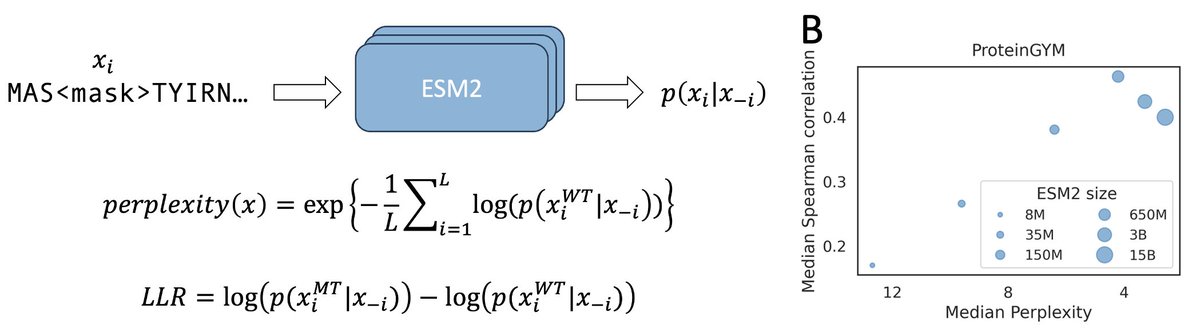 Why do large protein language models like ESM2-15B underperform compared to medium-sized ones like ESM2-650M in predicting mutation effects? 🤔

We dive into this issue in our new preprint—bringing insights into model scaling on mutation effect prediction. 🧬📉