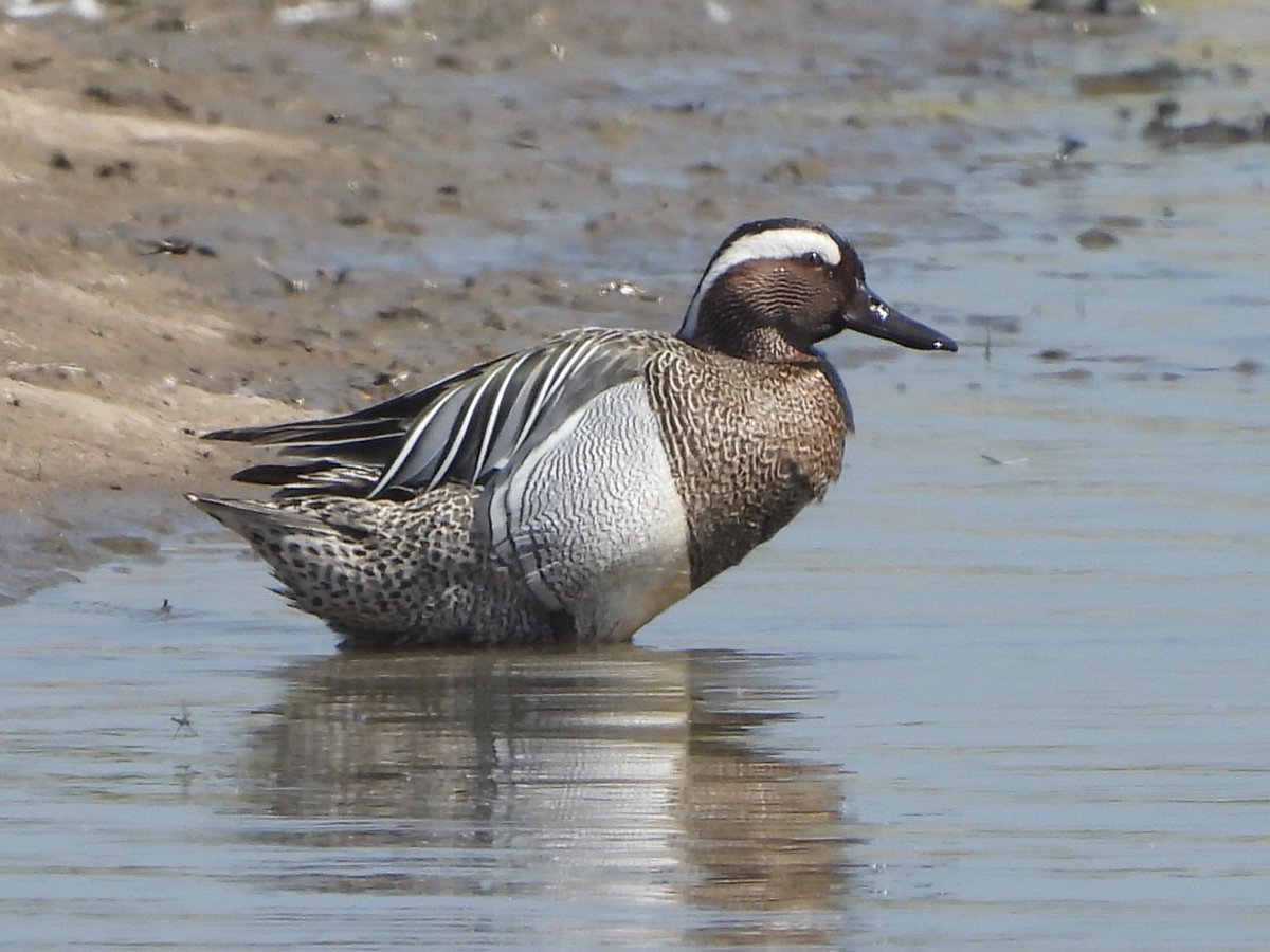 Paul Masters (@pauldmasters) on Twitter photo Some other highlights from <a href="/slimbridge_wild/">Slimbridge Sightings</a> this am with <a href="/andybirding/">Andybirding</a> two Grey Plovers on the Dumbles scrape, GW Egret and Glossy Ibis on the Top New Piece and a total of three drake Garganeys on site #Glosbirds Some other highlights from <a href="/slimbridge_wild/">Slimbridge Sightings</a> this am with <a href="/andybirding/">Andybirding</a> two Grey Plovers on the Dumbles scrape, GW Egret and Glossy Ibis on the Top New Piece and a total of three drake Garganeys on site #Glosbirds