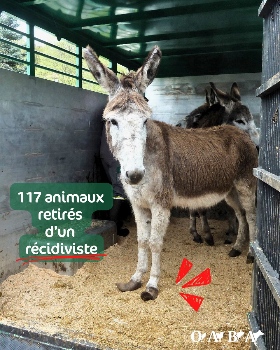OABA_Off's tweet photo. 🚨 Retrait d'envergure en Haute-Loire ! 🐴🐑🐮🐐

🌟 L’OABA a encore dû frapper fort contre la maltraitance animale. Avec les autorités, nous avons pris en charge 117 animaux retirés d’un éleveur tristement récidiviste. 😔

#stopmaltraitance #OABA
Thread 1/4 ⬇️ https://t.co/KgLKe7Yv9m