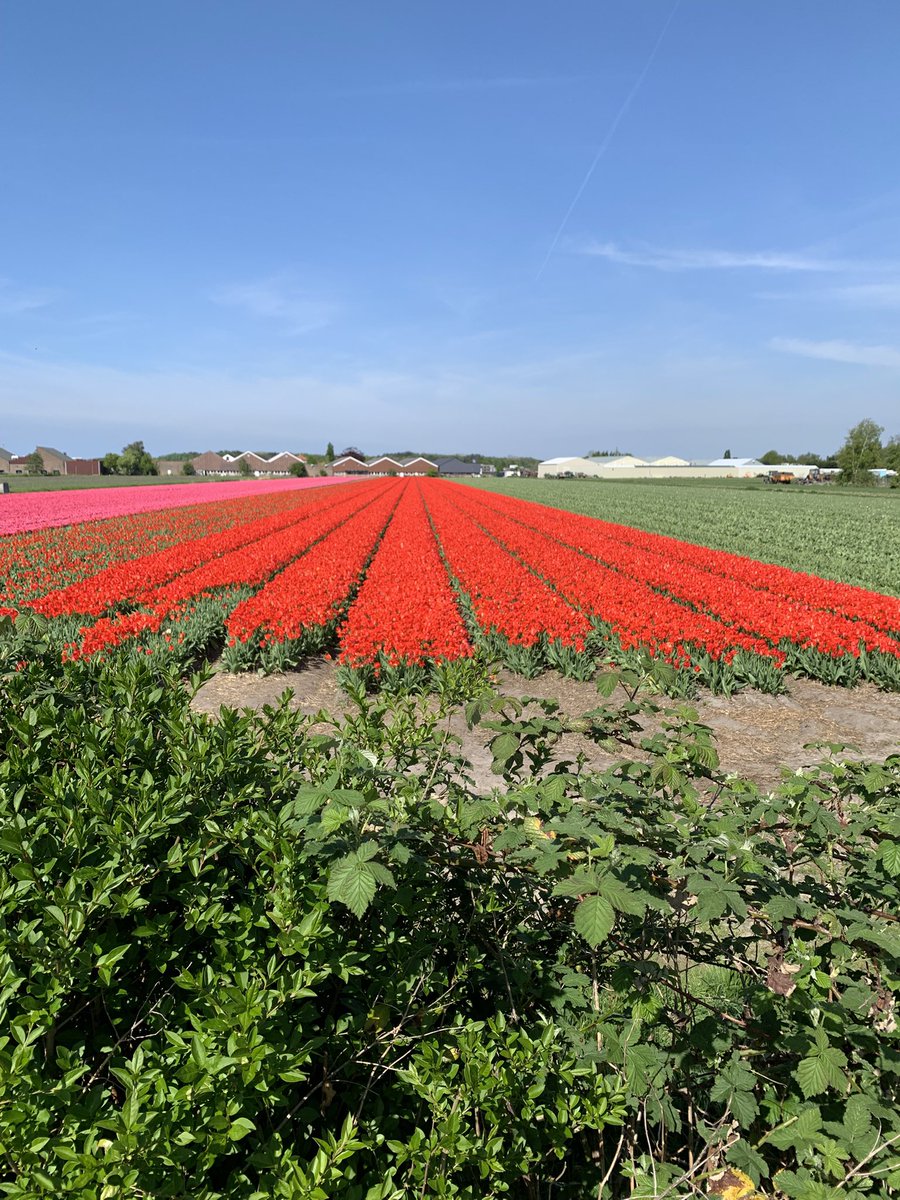 Riding through the Tulip fields near Hillegom Netherlands