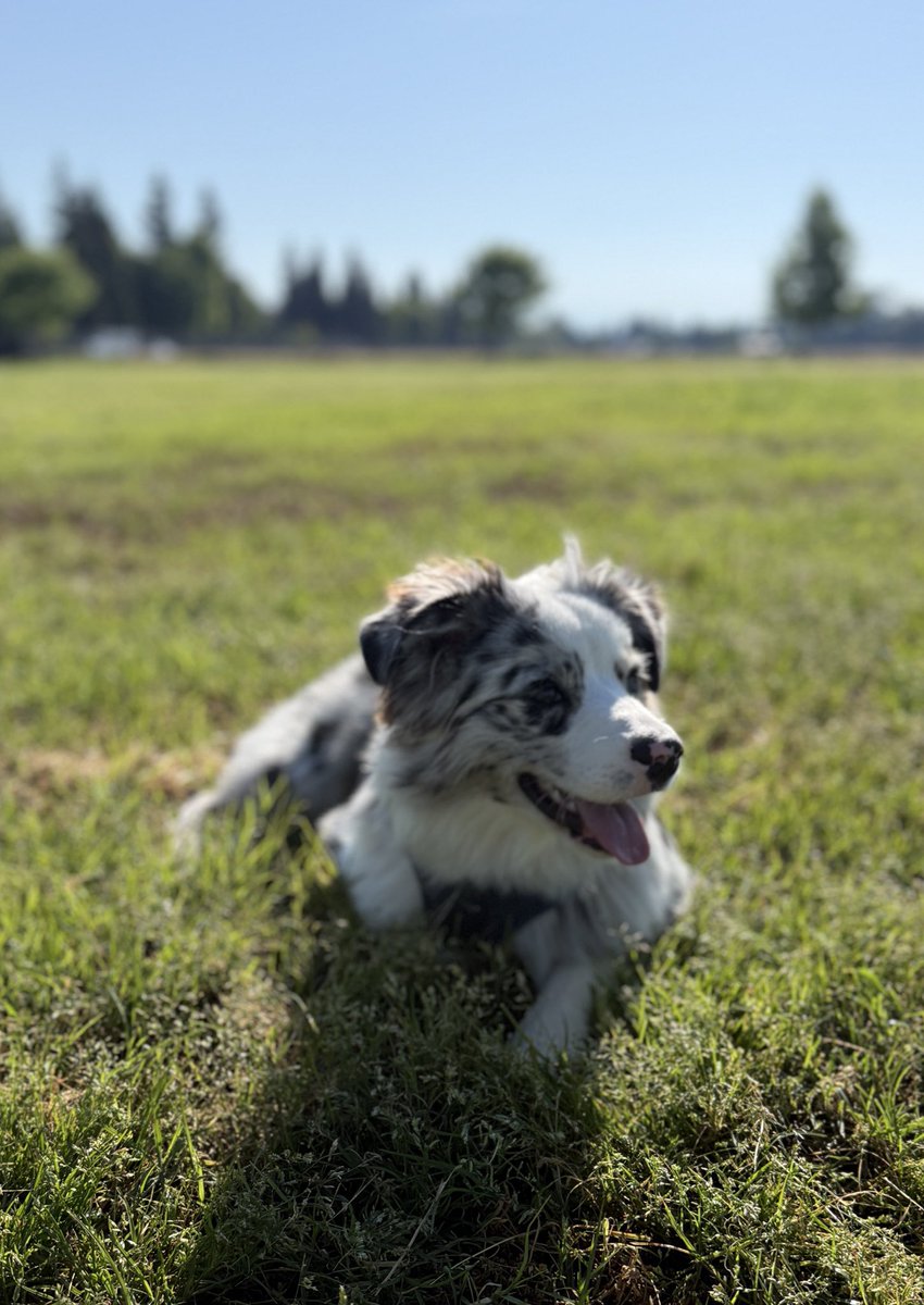 blakisgames's tweet image. oh to be an Australian shepherd laying in the grass sunbathing on a tuesday morning