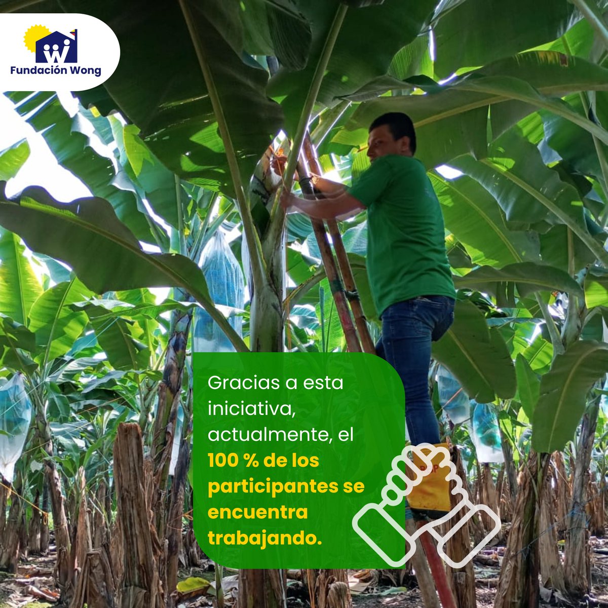 Trabajamos desde la raíz, sembramos futuro.
Celebramos a los 41 jóvenes que culminaron exitosamente el programa Agrofuturo de Asistentes Técnicos en Banano.
Gracias al trabajo conjunto de <a href="/Reybanpac/">Reybanpac</a> y el respaldo de #FundaciónAlbertHeijn
Conoce más: bit.ly/3Gt3nNU