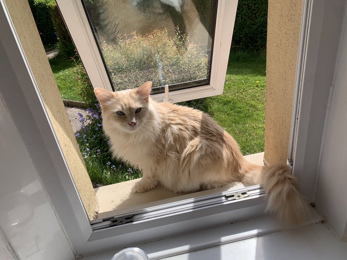 SignorDexter's tweet image. 🇮🇹 ITALIAN WORD OF THE DAY 🫶

FUORI! (Fwoh-ree)

I want to go outside! 
Voglio andar fuori!