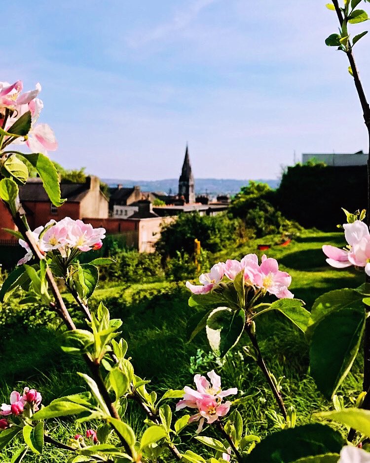 Sinéad Barry (@sineadbarry77) on Twitter photo Beautiful young apple blossom orchard in St. Lukes @stlukesgarden #appleblossom #appleblossoms #orchard #communitygarden #stlukes #stlukeschurch #april #sunshine #bluesky #corkcity #cork #ireland <a href="/yaycork/">Yay Cork</a> <a href="/pure_cork/">Pure Cork</a> <a href="/LovingCork/">LovingCork</a> <a href="/corkbeo/">Cork Beo</a> <a href="/CorkDaily/">Cork Daily</a> <a href="/CravingCork/">Craving Cork</a> Beautiful young apple blossom orchard in St. Lukes @stlukesgarden #appleblossom #appleblossoms #orchard #communitygarden #stlukes #stlukeschurch #april #sunshine #bluesky #corkcity #cork #ireland <a href="/yaycork/">Yay Cork</a> <a href="/pure_cork/">Pure Cork</a> <a href="/LovingCork/">LovingCork</a> <a href="/corkbeo/">Cork Beo</a> <a href="/CorkDaily/">Cork Daily</a> <a href="/CravingCork/">Craving Cork</a>