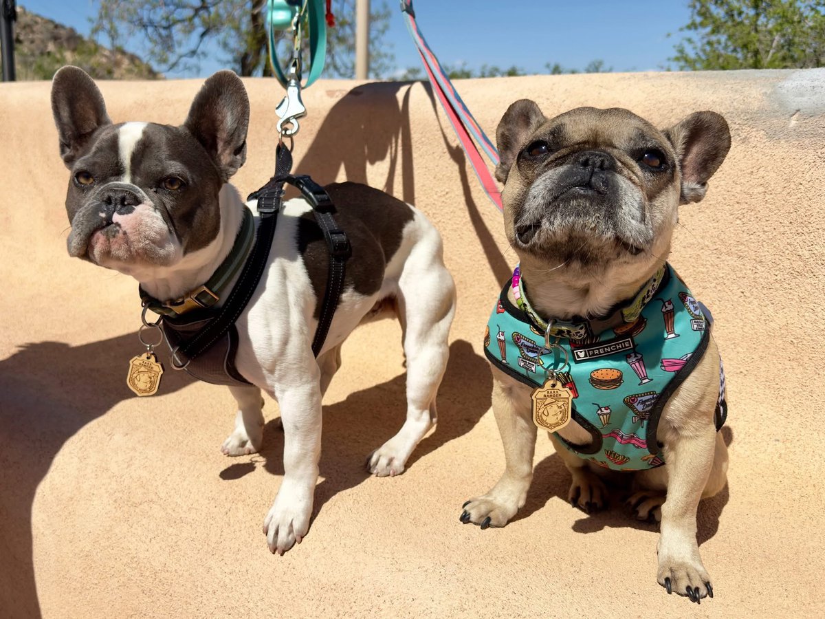 Introducing the Petroglyph National Monument B.A.R.K. Ranger Hall of Fame. Check out these dogs who have earned their badges at the link below. 

nps.gov/petr/b-a-r-k-r…

#dogs #barkranger #petroglyphnationalmonument #albuquerque #NewMexico