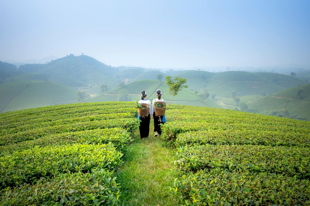 From dawn till dusk, tea farmers and pickers work with care to bring us the perfect cup. ☀️🍵Join us in celebrating their dedication this #InternationalTeaDay.

#BehindEveryLeaf #IPickedYourTea
