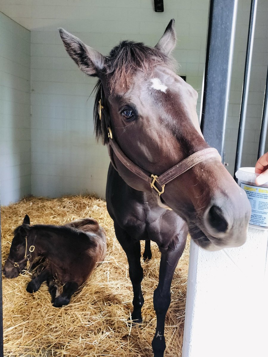 海外競馬ミーハーおじさん tweet media