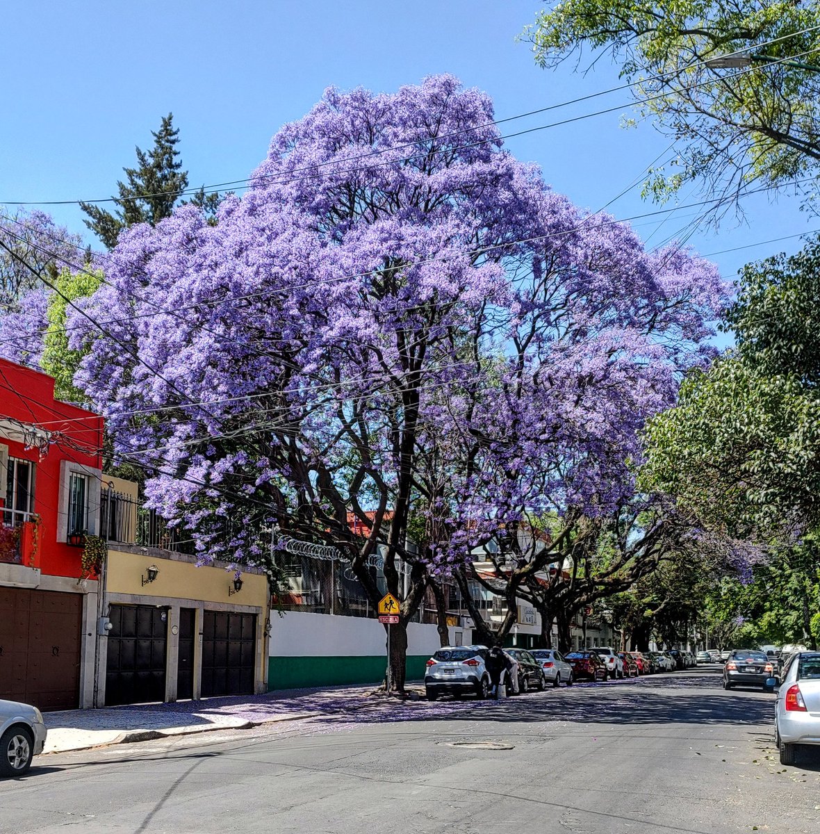 ThePanthery's tweet photo. #JacarandaAzteca @RicardoBSalinas  @JorgeNikaidoB 
Jacaranda en Coyoacán https://t.co/UV4AWU2bsY