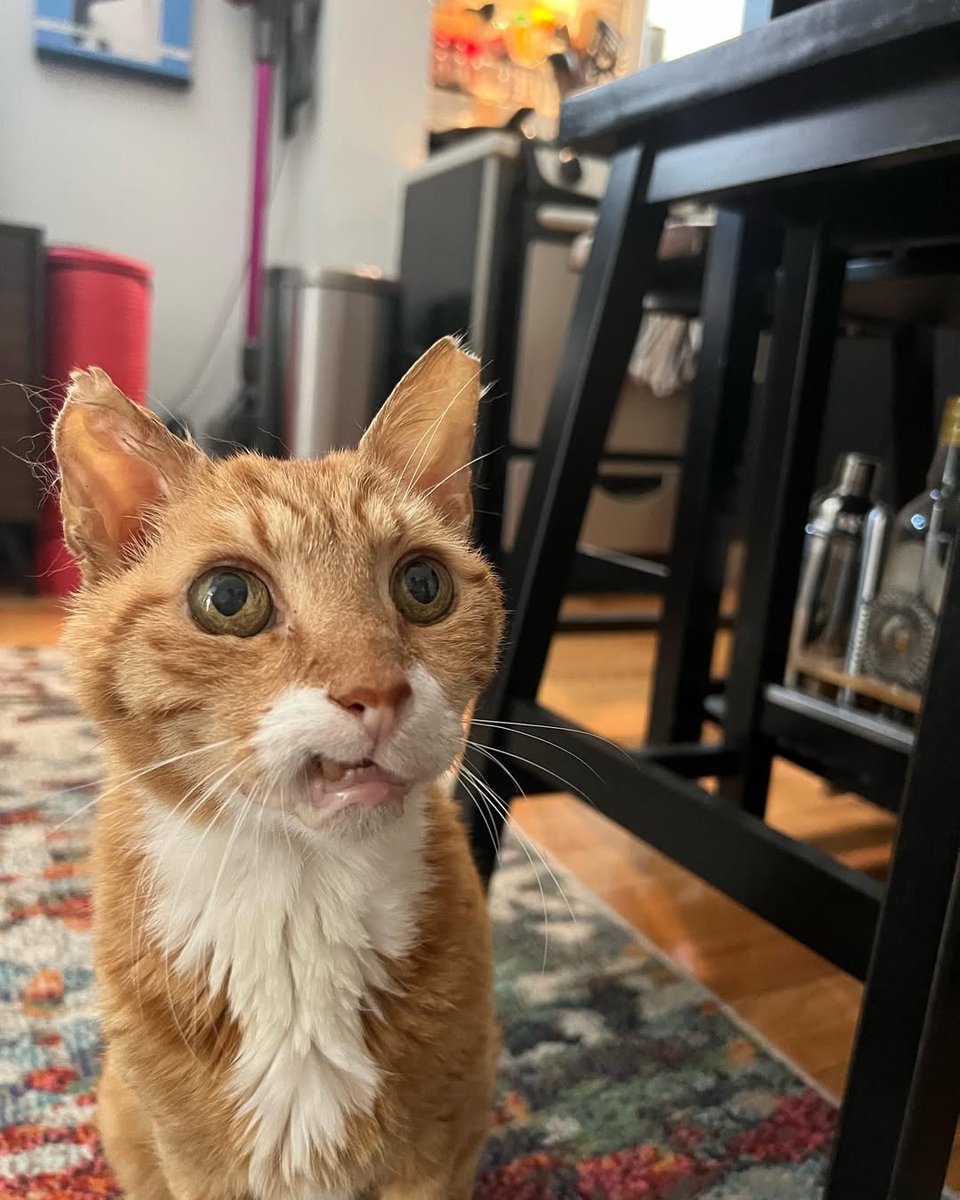 cqk5az07dhd80hg's tweet photo. Is it Friday yet?

How cute is senior boy Creamsicle?🧡

#senior #seniorpet #adoptaseniorcat #seniorpetsofig #adoptdontshop #seniorpetsofinstagram #savealife https://t.co/fTrqLiripX