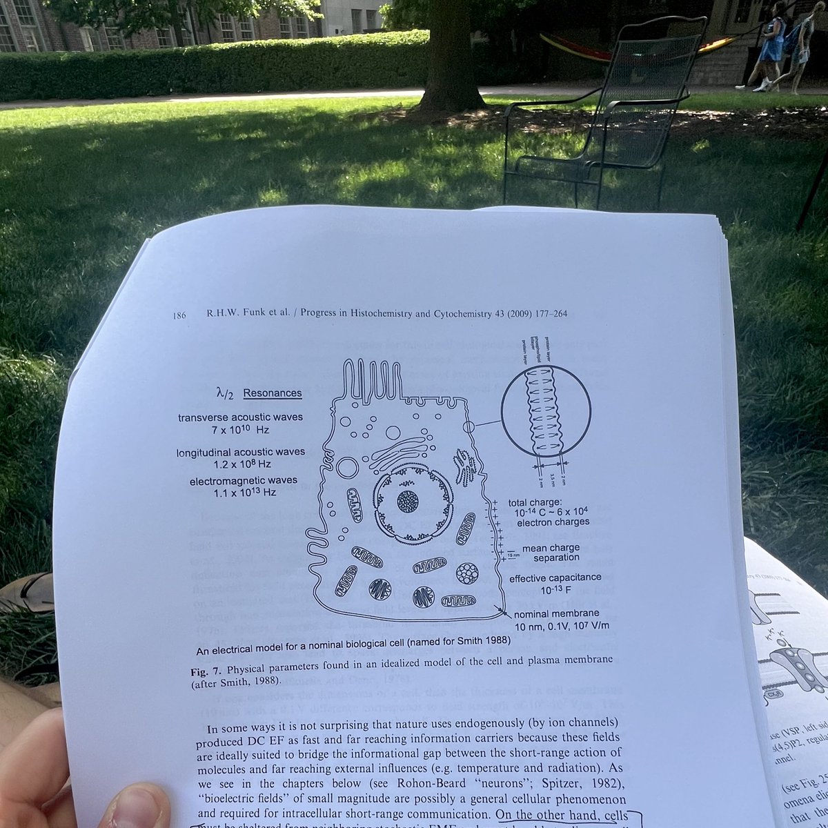 Jonathanjarecki's tweet image. Nothing in the living organism is static.
Electric and magnetic phenomena are constantly influencing every cell in our body.
Humans can handle the electromagnetic field of the earth and the radiation from the sun (yet we are not COMPLETLEY adapted to the UV compenents).…