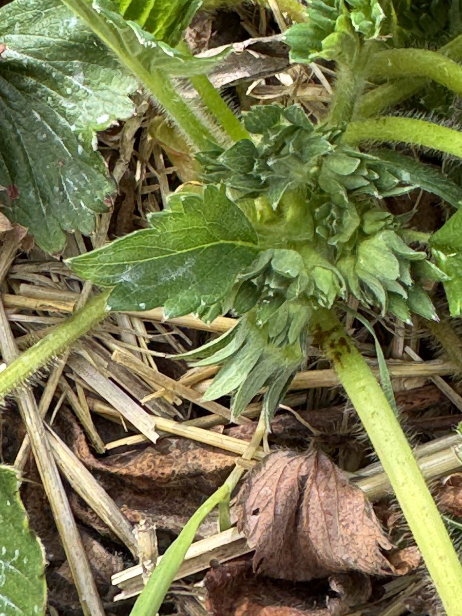 Plastic crop vs straw covered