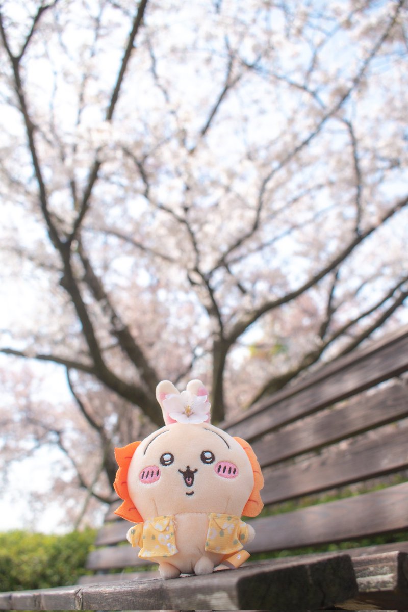 #キリトリセカイ
#写真好きな人と繋がりたい
#ファインダー越しの私の世界
#ちいかわ好きな人と繋がりたい 
#ちい活
#ぬい撮り