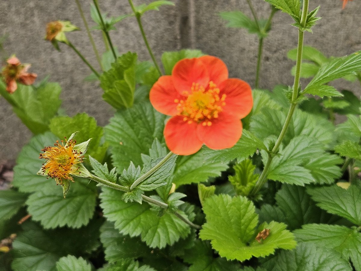 おはようございます☀

ゲウムの花。セイヨウダイコンソウ(西洋大根草)ともいう。葉が大根の葉に似ているからというが、似ているかなあ？

今日も良い日でありますように🍀
#TLを花でいっぱいにしよう