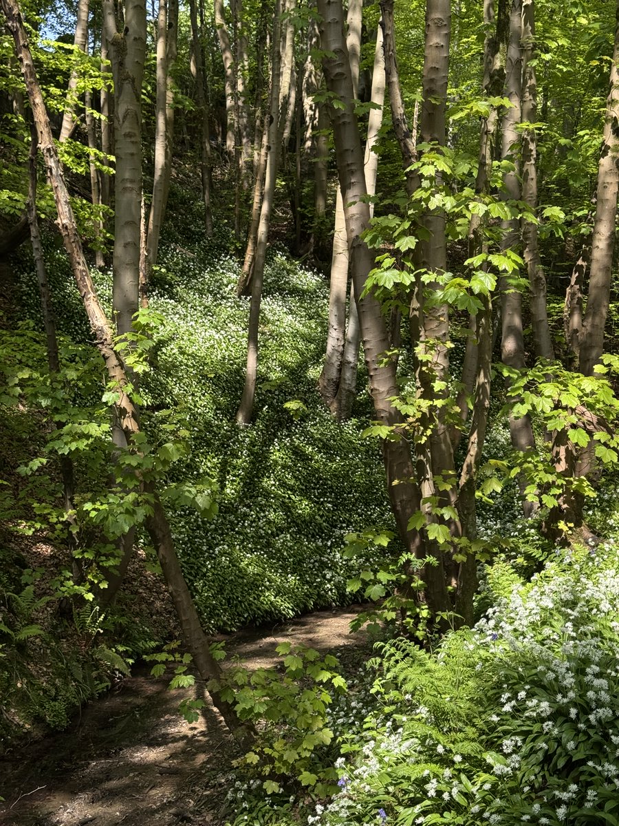 Gold Sells - LDN Session (29/04/25):
- Was bearish on HTF, expecting PWL draw
- 1H bearish FVG traded into on $GC, SMT with $SI
- 5m sweep of liquidity, entry at 5m OB
Longgg trade but hit TP eventually
+$3k on the day

<a href="/matt_loeber/">$𝘯𝘪𝘱𝘦𝘳</a> Forever Model

Lunchtime walk picture...