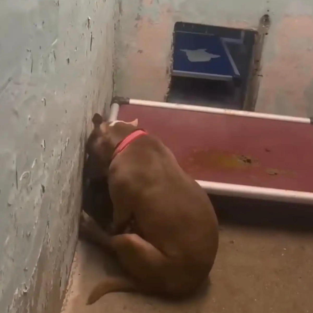 Tweets of Dogs tweet media