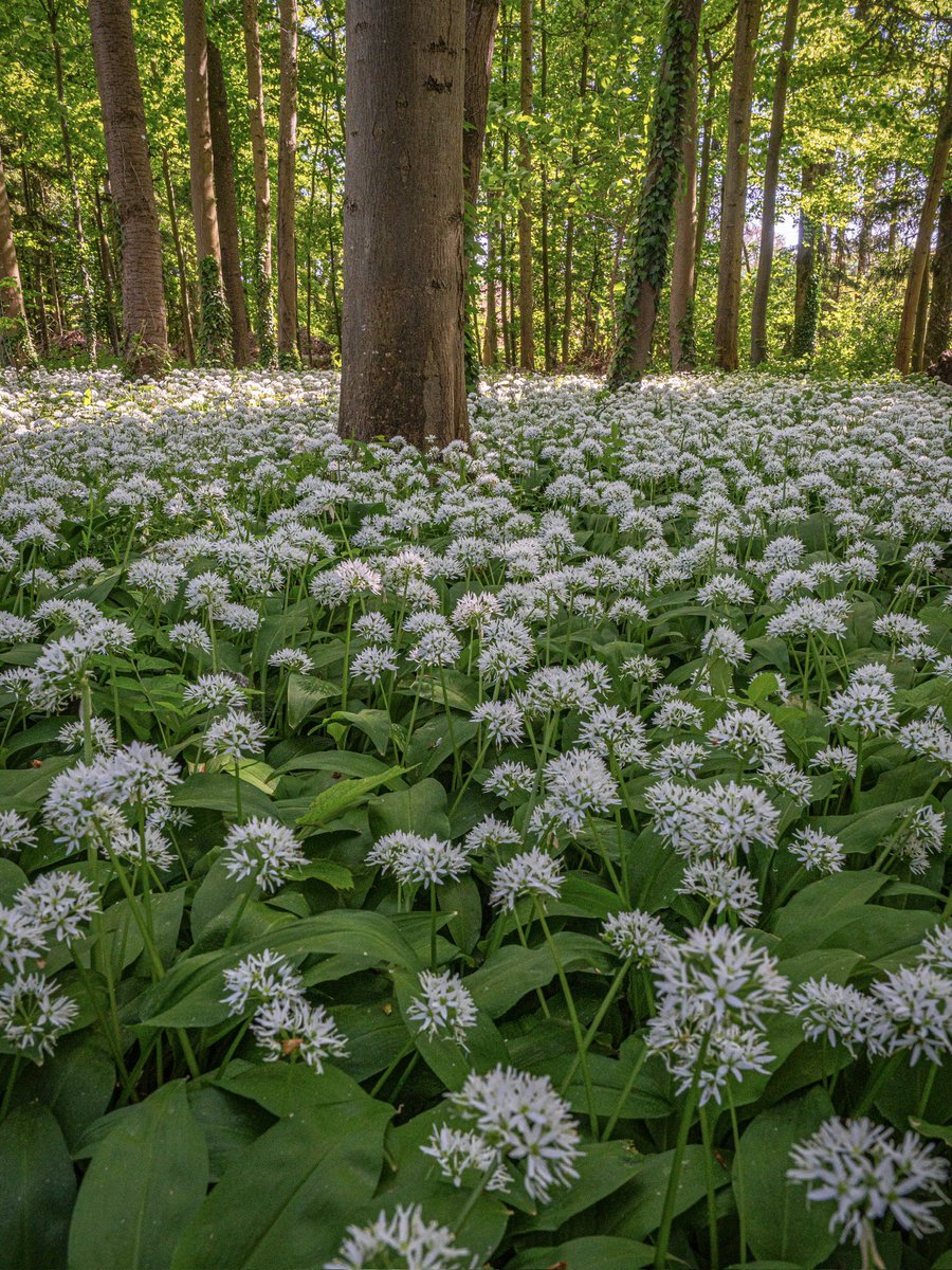 CedricSchell's tweet image. L’ail des ours est actuellement en pleine floraison, comme on peut l’apercevoir sur ces photos, réalisées cet après-midi en Alsace.