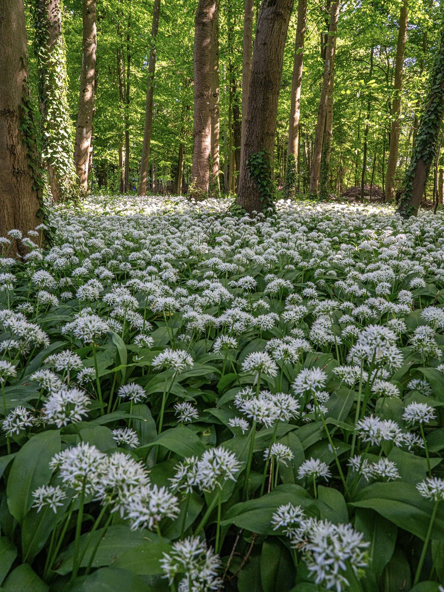 CedricSchell's tweet image. L’ail des ours est actuellement en pleine floraison, comme on peut l’apercevoir sur ces photos, réalisées cet après-midi en Alsace.