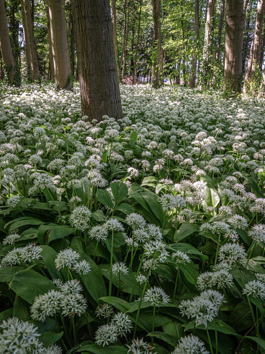 CedricSchell's tweet image. L’ail des ours est actuellement en pleine floraison, comme on peut l’apercevoir sur ces photos, réalisées cet après-midi en Alsace.