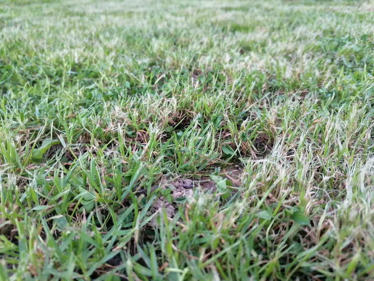 Трава је права ствар бе батка..!!!