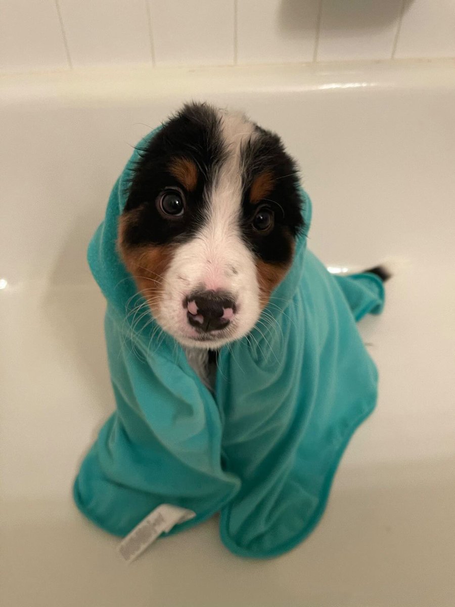 WeRateDogs tweet media