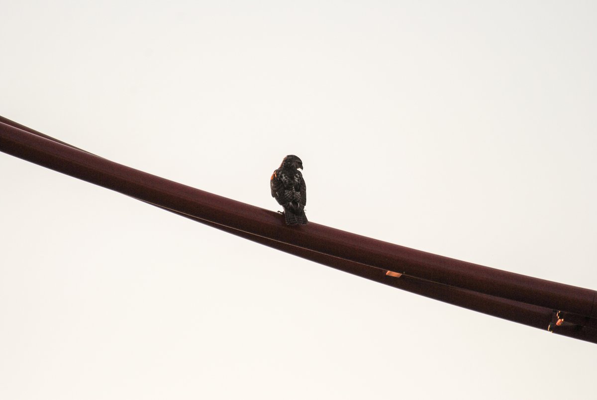 The birds are ready... are you?🐦 Quantum Accelerator is drawing attention from all corners of the sky. Keep your eyes peeled for our next Quantum Chronicles update, coming soon! 🎥⚡