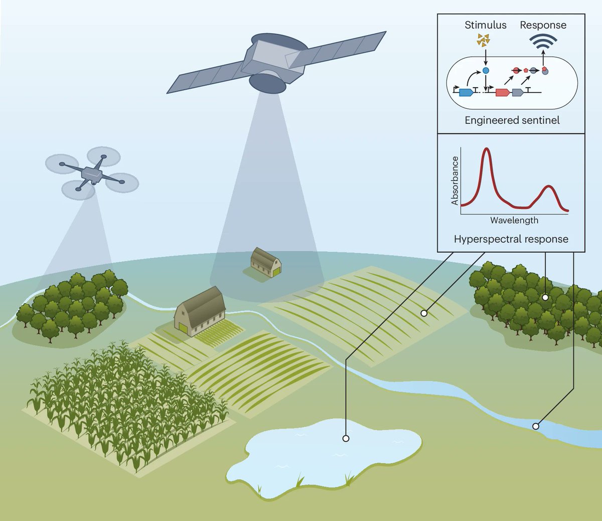 Itai Levin (@itai_levin) on Twitter photo Nice article about our work designing hyperspectral reporter systems out in <a href="/NatureBiotech/">Nature Biotechnology</a> today!
"Imagine a world in which agricultural fields self-report their nutrient status, forest ecosystems signal early warnings of pathogen outbreaks, or engineered bacteria detect Nice article about our work designing hyperspectral reporter systems out in <a href="/NatureBiotech/">Nature Biotechnology</a> today!
"Imagine a world in which agricultural fields self-report their nutrient status, forest ecosystems signal early warnings of pathogen outbreaks, or engineered bacteria detect