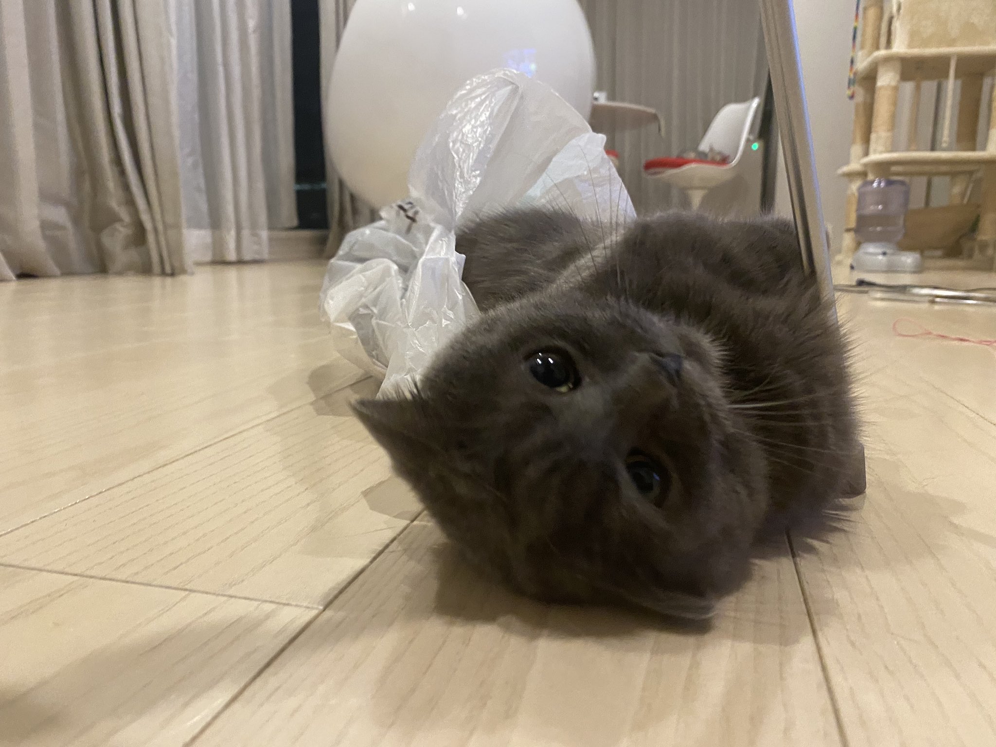 あやねこ ねこざき あやね🍼🐾 on X: 