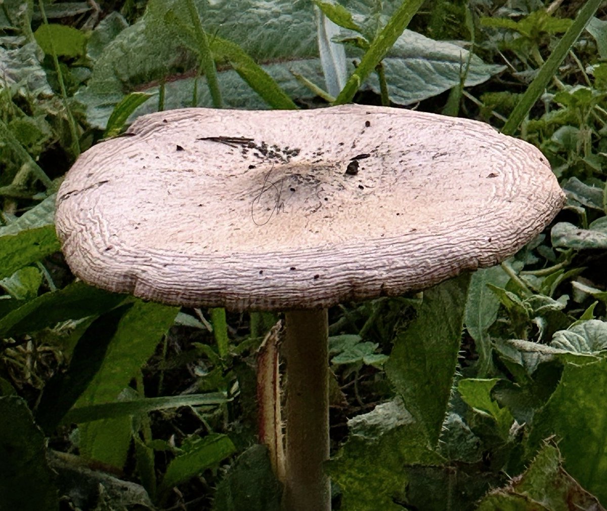 MsBlazic's tweet image. Good morning and happy Tuesday!☕️🫖🫶🏻👋🏻😀

Today’s photo theme is: From The Earth.🌎

#FromTheEarth