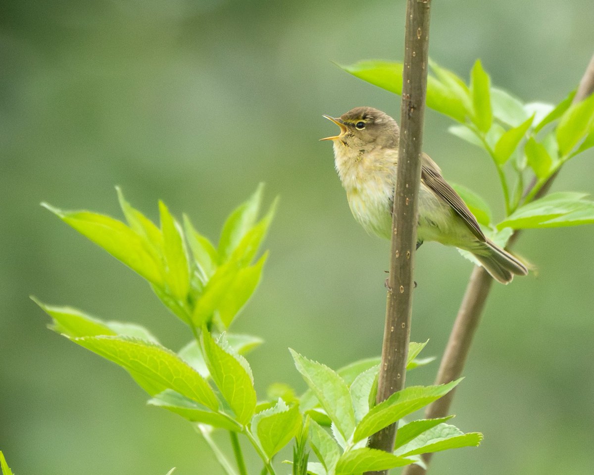 Jonathan Dodds (@_jdbirder) on Twitter photo Steady passage of Chiffchaffs and Blackcaps has kept me entertained and left me looking for more at King George Park recently. Med Gulls and Swallows have also been moving through ebird.org/checklist/S225… | ebird.org/checklist/S227… Steady passage of Chiffchaffs and Blackcaps has kept me entertained and left me looking for more at King George Park recently. Med Gulls and Swallows have also been moving through ebird.org/checklist/S225… | ebird.org/checklist/S227…