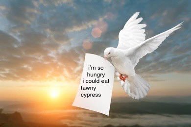 don’t worry guys i’ve got this covered