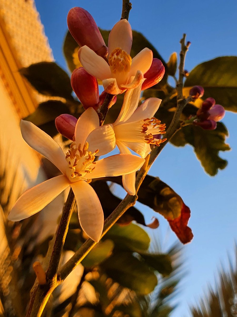 I3d3m's tweet image. From the #S10plus archive
I hope you are well and safe wherever you are
Greetings to everyone