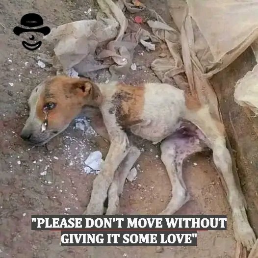 Just Pets 🐾 tweet media