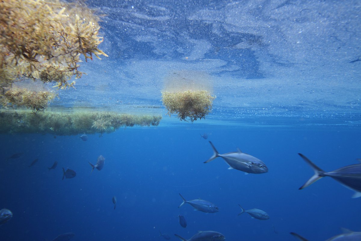 Gyres are large systems of ocean currents that move in a circular pattern 🌊
There are 5 major gyre systems in the world!

📍Sargasso Sea Hope Spot
📸 Sylvia Earle