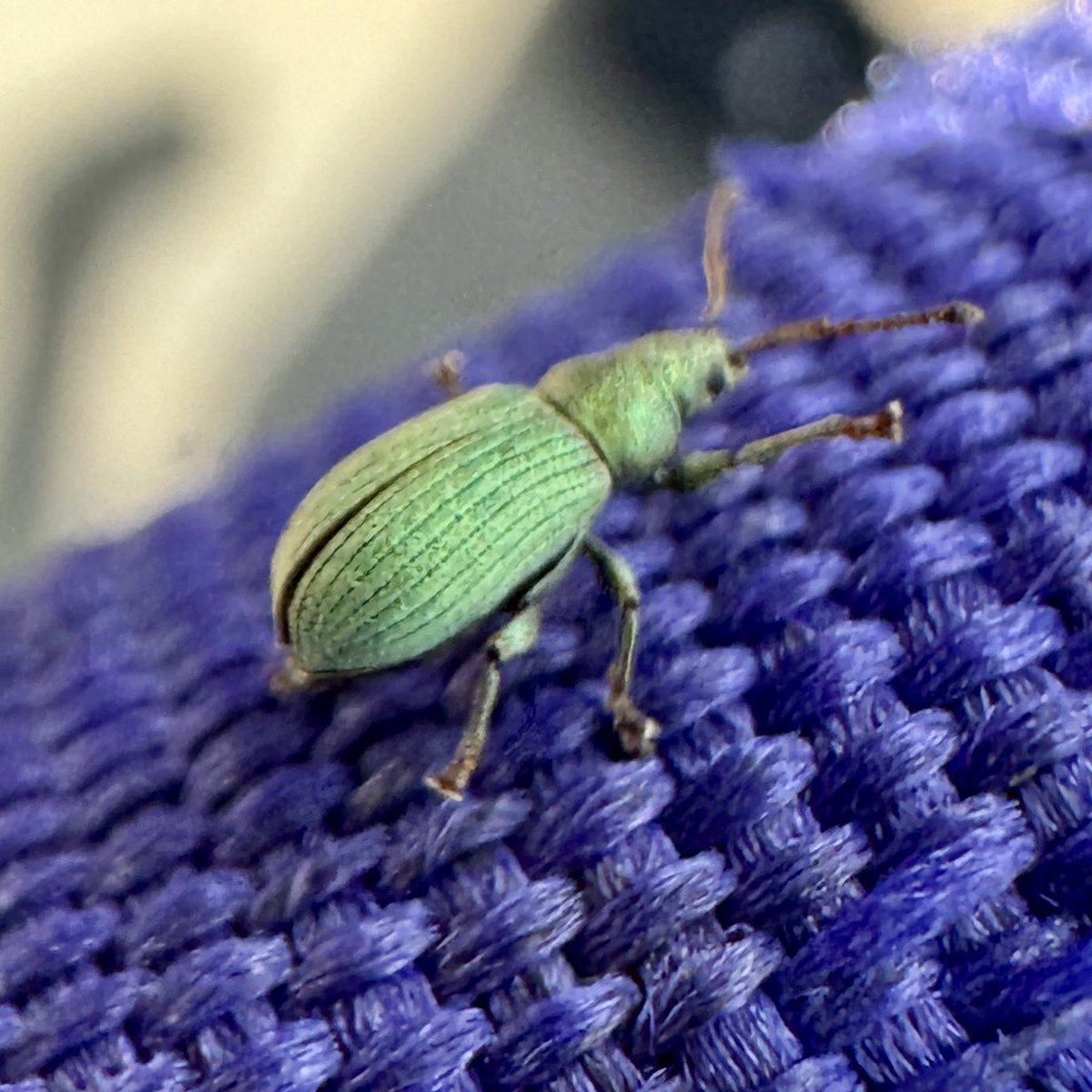 Beautiful and tiny nettle weevil stepping out today in Rathmullan, Nth #Donegal #InverteFest