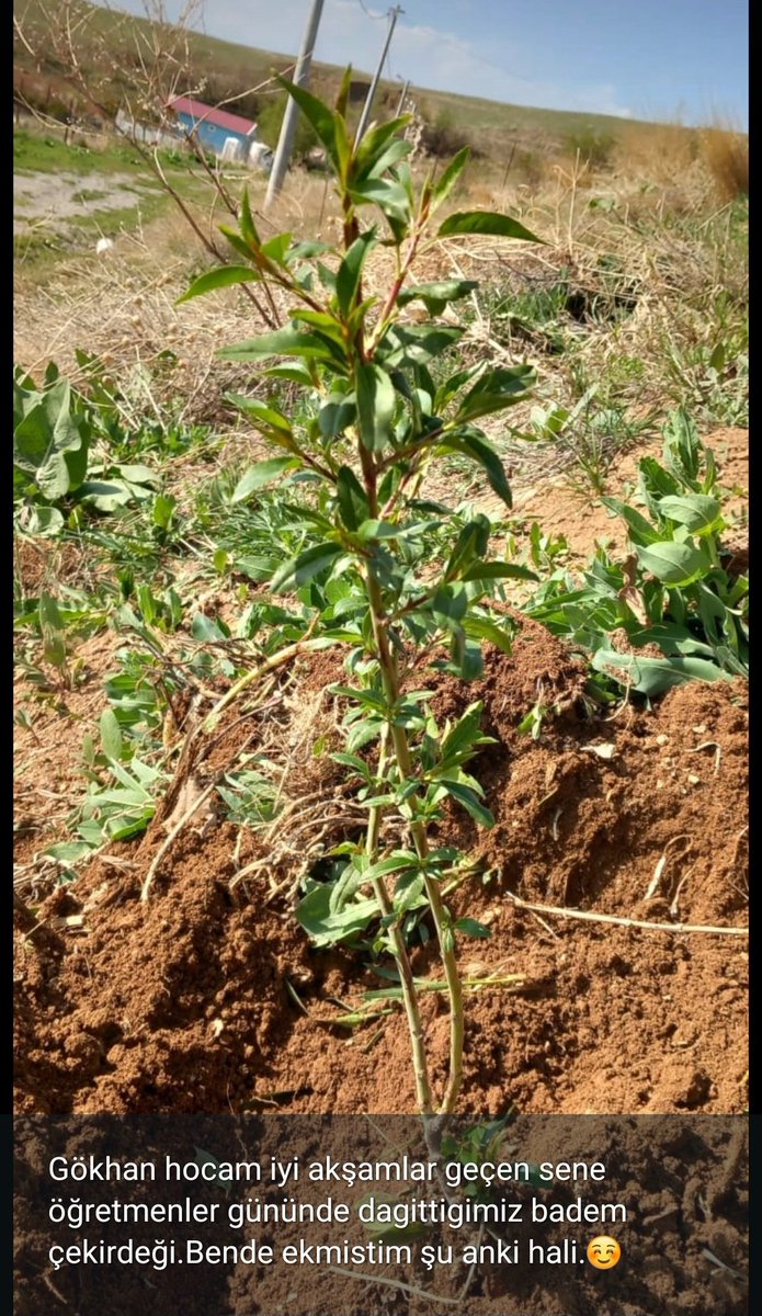 Ekim 2023 tarihinde, yeni atanan öğretmenlerimize kitaplarıyla beraber gönderdiğimiz badem tohumlarının şimdiki hali... #Kitapvanprojesi #kitaptavsiyesi #kitap <a href="/tcvanvaliligi/">T.C. Van Valiliği 🇹🇷</a> <a href="/VanilMem/">Van İl Milli Eğitim Müdürlüğü</a>