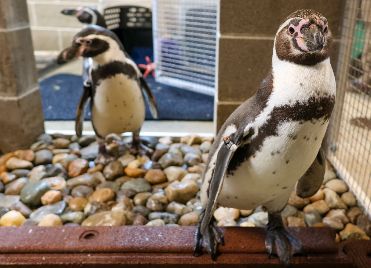 Waddle you know- penguins have started arriving at the Zoo! 🐧 

Penguin Point opens Memorial Day weekend. Be shore to come watch these quirky, sun-loving Humboldt penguins splash, play, and explore!