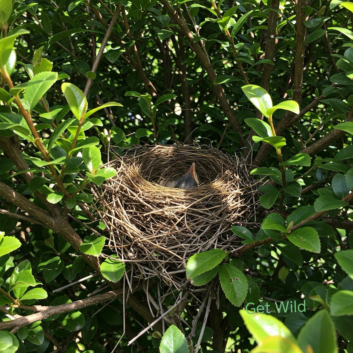 mitchellsnik's tweet image. It is against the law to disturb or destroy the nests of wild birds while it's in use or being built in the UK. 

This is enshrined in the Wildlife and Countryside Act 1981. The law aims to protect wild birds during their breeding season.