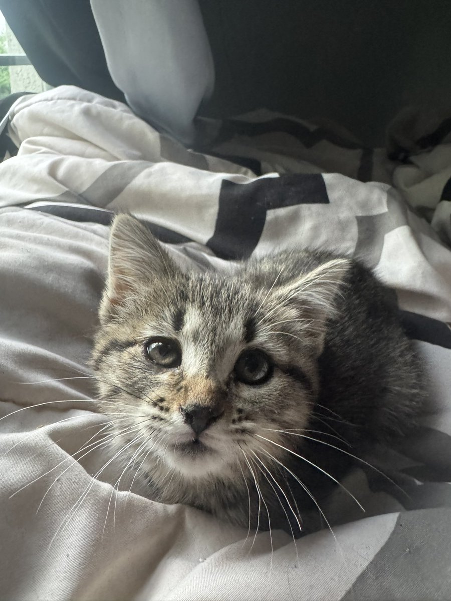 Selix_VT🐾 tweet media