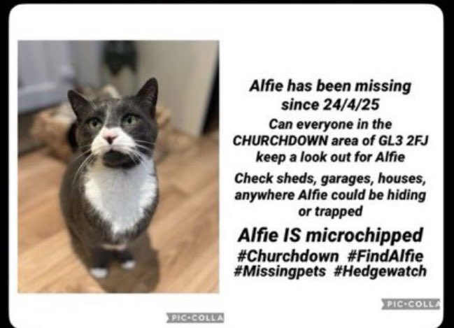Please urgently share for beloved Alfie. He’s missing from Churchdown, area of GL3 2FJ. Alfie is believed to either have been stolen or kept. #TwitterstormForAlfie #FindAlfie
