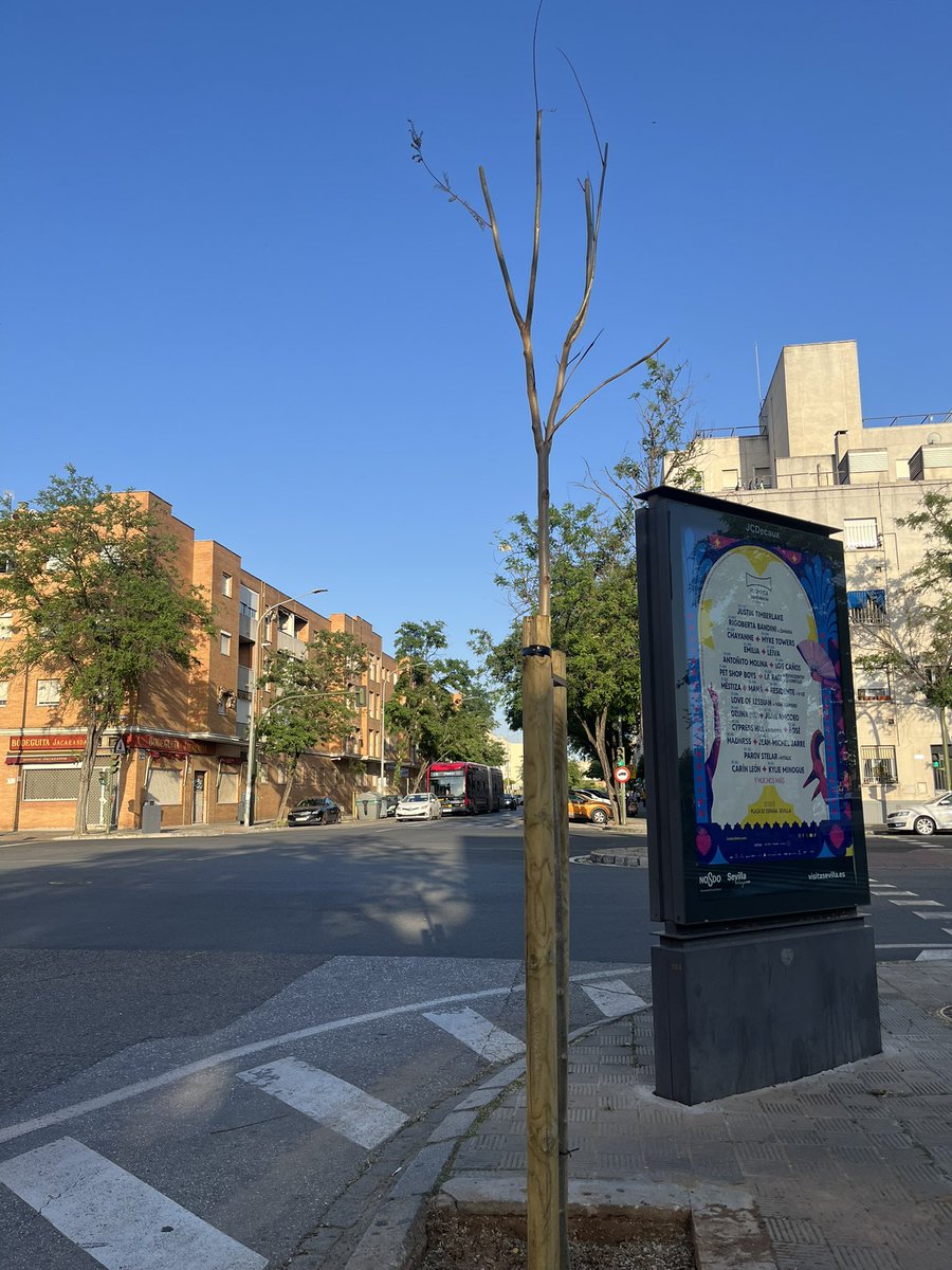 Alejandro Diaz (@zaid_urban) on Twitter photo Por favor, un riego para los árboles recién plantados en corral de los olmos, ya se están secando <a href="/Dto_Norte/">Distrito Norte (Sevilla)</a> <a href="/eveliarincon/">Evelia Rincón</a> Por favor, un riego para los árboles recién plantados en corral de los olmos, ya se están secando <a href="/Dto_Norte/">Distrito Norte (Sevilla)</a> <a href="/eveliarincon/">Evelia Rincón</a>