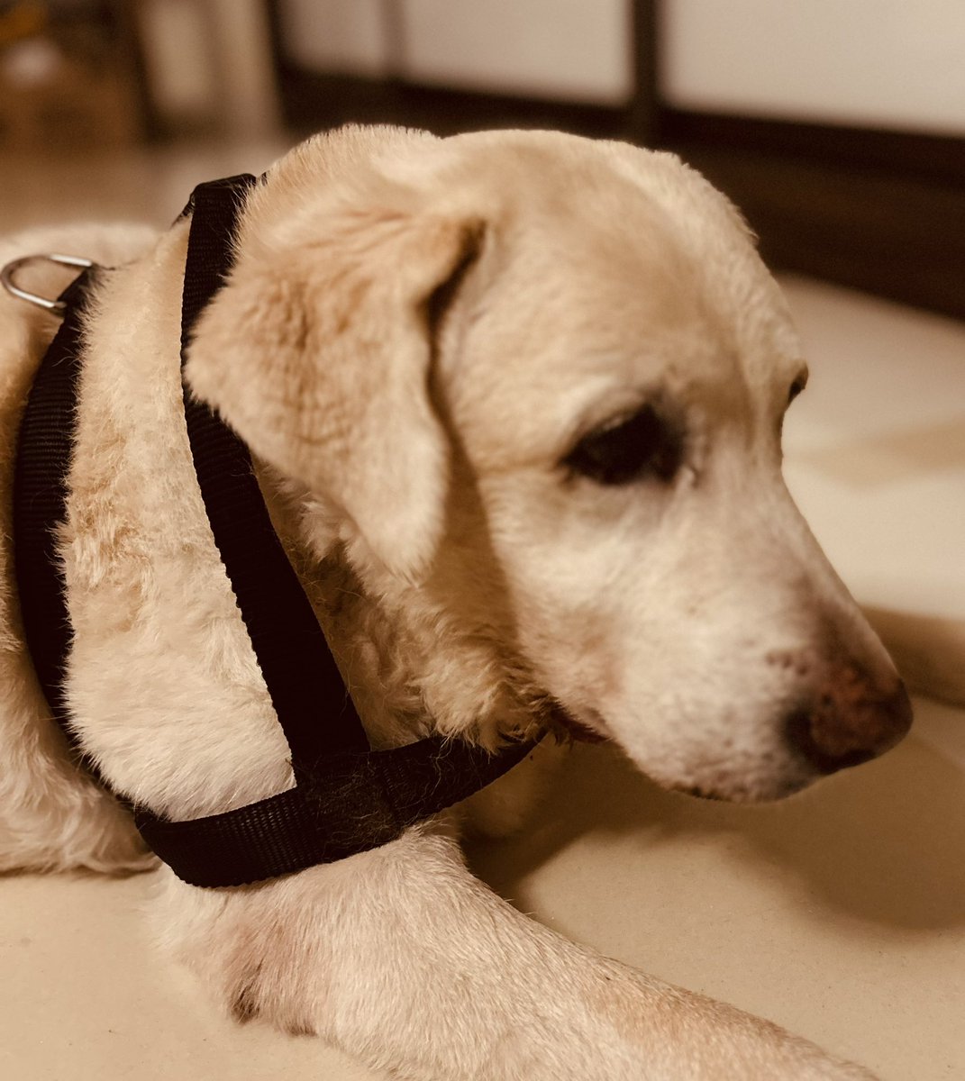 Uma Mahadevan Dasgupta tweet media