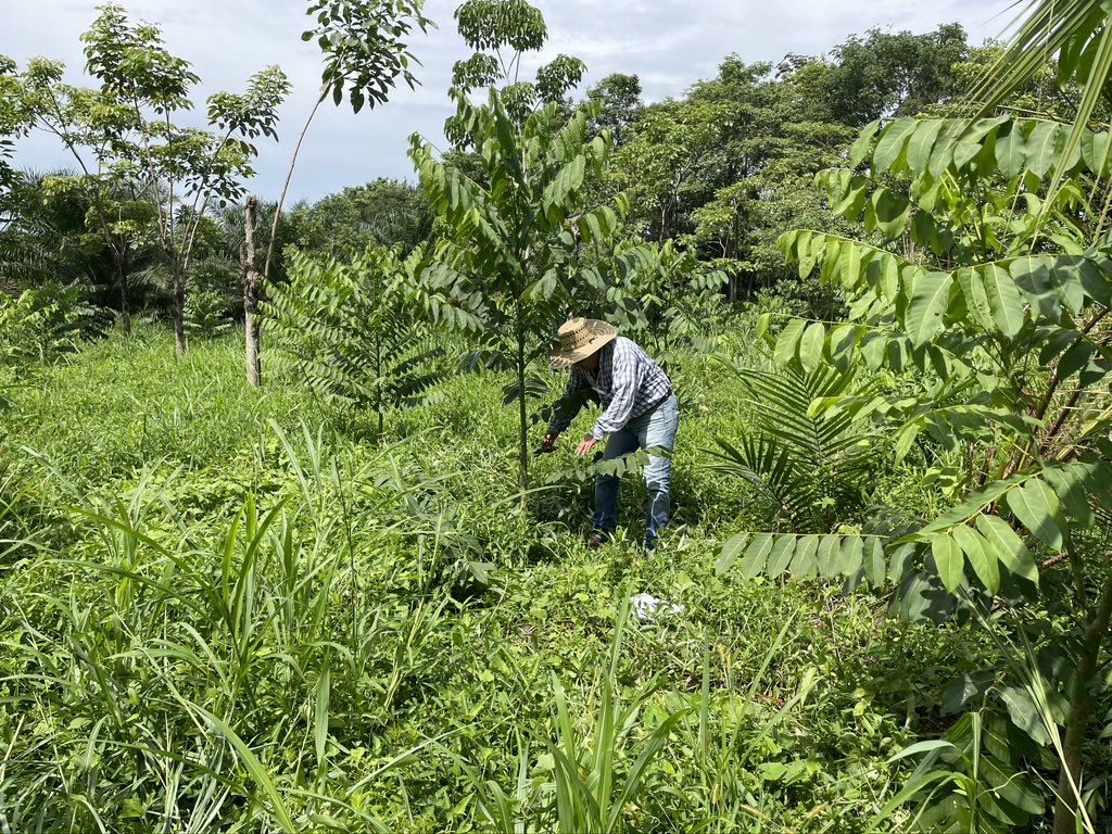 DECOFORES's tweet photo. Practicas silvícolas en Plantaciones Forestales.  #PlantandoIdeasParaInnovar ⁦⁦@CONAFOR⁩ ⁦@jorere_⁩ https://t.co/prGRYtawAi