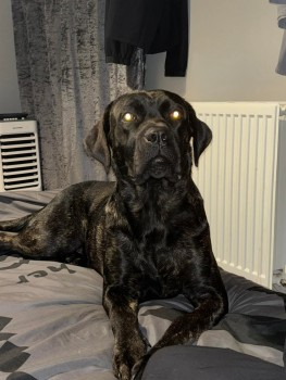 🆘10 FEB 2025 #STOLEN NARLA #ScanMe 
YOUNG Brindle/More Black Than Brown Cane Corso Female <a href="/DC_Police/">Devon & Cornwall Police</a> 
#Exeter #EX1 area but could be in #NewtonAbbott and any area in #Devon
doglost.co.uk/dog-blog.php?d…
